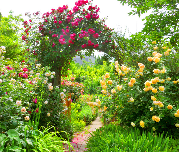 Rózsanyílás az Évelők és rózsák kertjében, Székesfehérváron